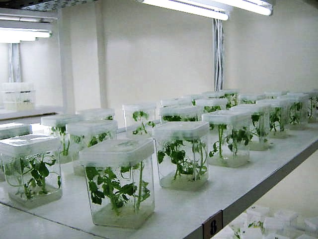 Vue 1
